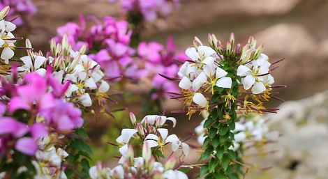 <h1>Bergertor Nördlingen</h1><p>Viele kleine Blüten geben reichlich Nektar</p>