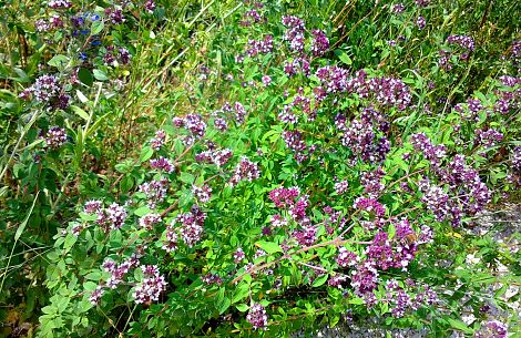 <h1>Wartberggelände Stuttgart</h1><p>Die zahlreichen kleinen Blüten des Wilden Dosts bieten reichhaltig Nahrung für viele Wildbienenarten</p>