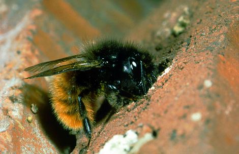 <h1>IGA Stuttgart</h1><p>Ein Weibchen der Mauerbiene Osmia Cornuta beim Verschließen der Niströhre. Dazu benutzt sie feuchten Lehm und Sand</p>