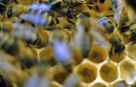 <h1>IGA Stuttgart</h1><p>In den Bienenräumen der geöffneten Skulpturen erleben Besucher bei Führungen faszinierende Einblicke ins Bienenvolk. Zum Beispiel wie Bienen auf der Wabe tanzen</p>