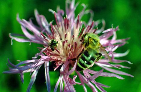 <h1>IGA Stuttgart</h1><p>Auf einer Flockenblume saugen eine kleine Wildbiene und eine Honigbiene friedlich nebeneinander Nektar</p>