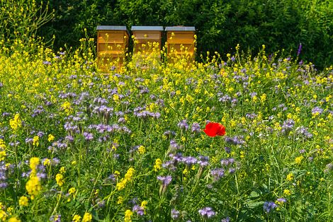 <h1>K&K Entenmann</h1><p>Eigene Honigbienenvölker von Entenmanns finden in den großzügig angelegten Wildblumenwiesen reichlich Nahrung</p>