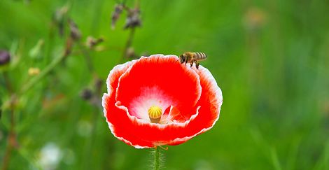 <h1>K&K Entenmann</h1><p>Mohnblüten werden intensiv von Honigbienen angeflogen, um Nektar und Pollen zu holen. Die rote Farbe spielt dabei keine Rolle, weil sie vom Bienenauge nicht wahrgenommen wird. Dafür lockt, unsichtbar für das menschliche Auge, ein ultraviolett leuchtendes Blütenmal im Inneren der Blüte</p>