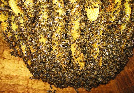<h1>IGA Stuttgart</h1><p>In der Honigbienenskulptur hat man die seltene Gelegenheit den Naturwabenbau der Bienen zu erleben</p>